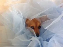 Fifi In A Tutu